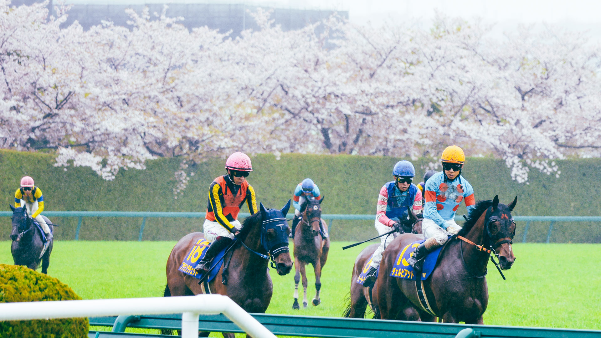 2025年阪神競馬場の桜花賞ゴール後、満開の桜を背景に北村友一騎手騎乗の出資馬チェルビアットが引き上げるシーン
