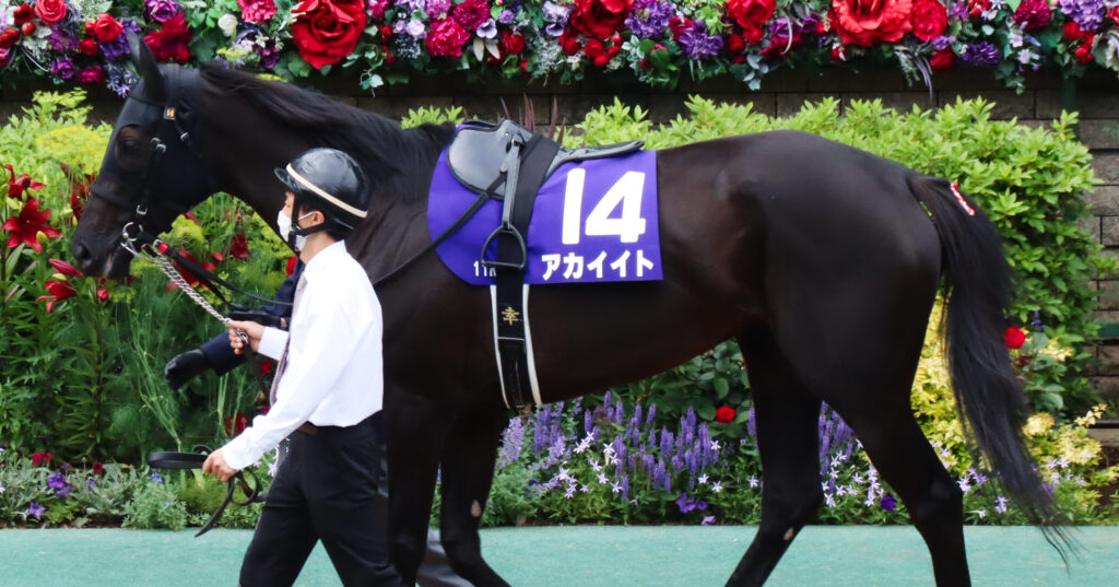 2022年ヴィクトリアマイルのパドックを落ち着いた様子で周回する21年エリザベス女王杯勝馬アカイイト