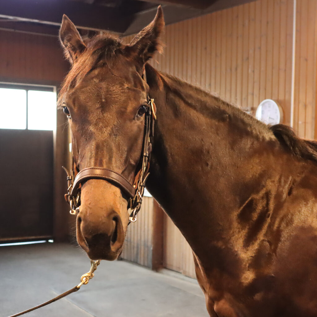 ノーザンファームYearlingにて撮影された2022年当時の出資馬シアブリス、美しい馬体が印象的な育成中の一枚