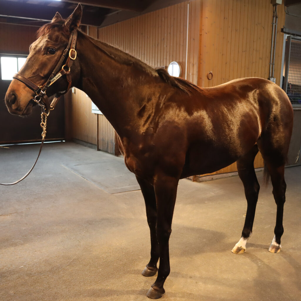 ノーザンファームYearlingにて撮影された2022年当時の出資馬シアブリス、美しい馬体が印象的な育成中の一枚