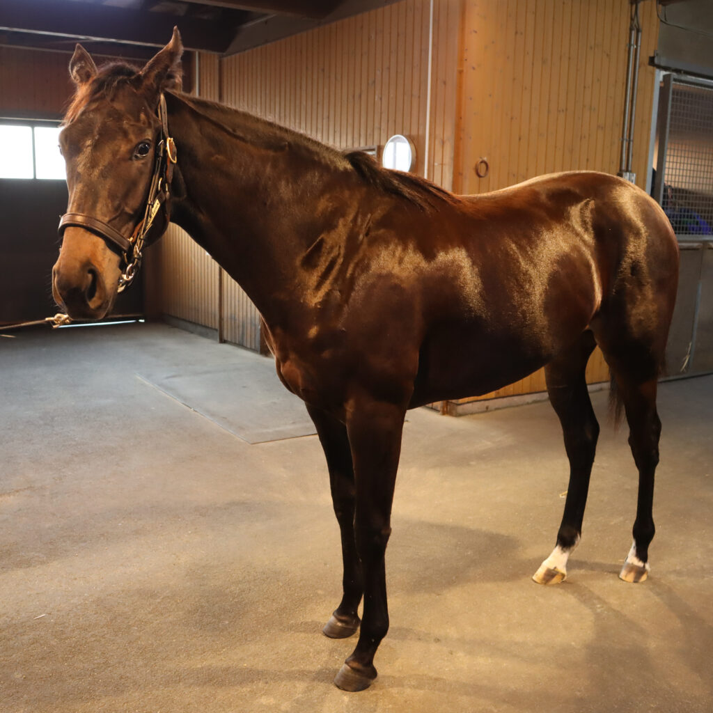 ノーザンファームYearlingにて撮影された2022年当時の出資馬シアブリス、美しい馬体が印象的な育成中の一枚