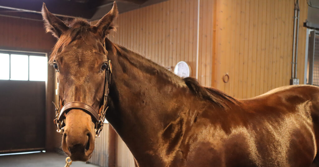 ノーザンファームYearlingにて撮影された2022年当時の出資馬シアブリス、美しい馬体が印象的な育成中の一枚