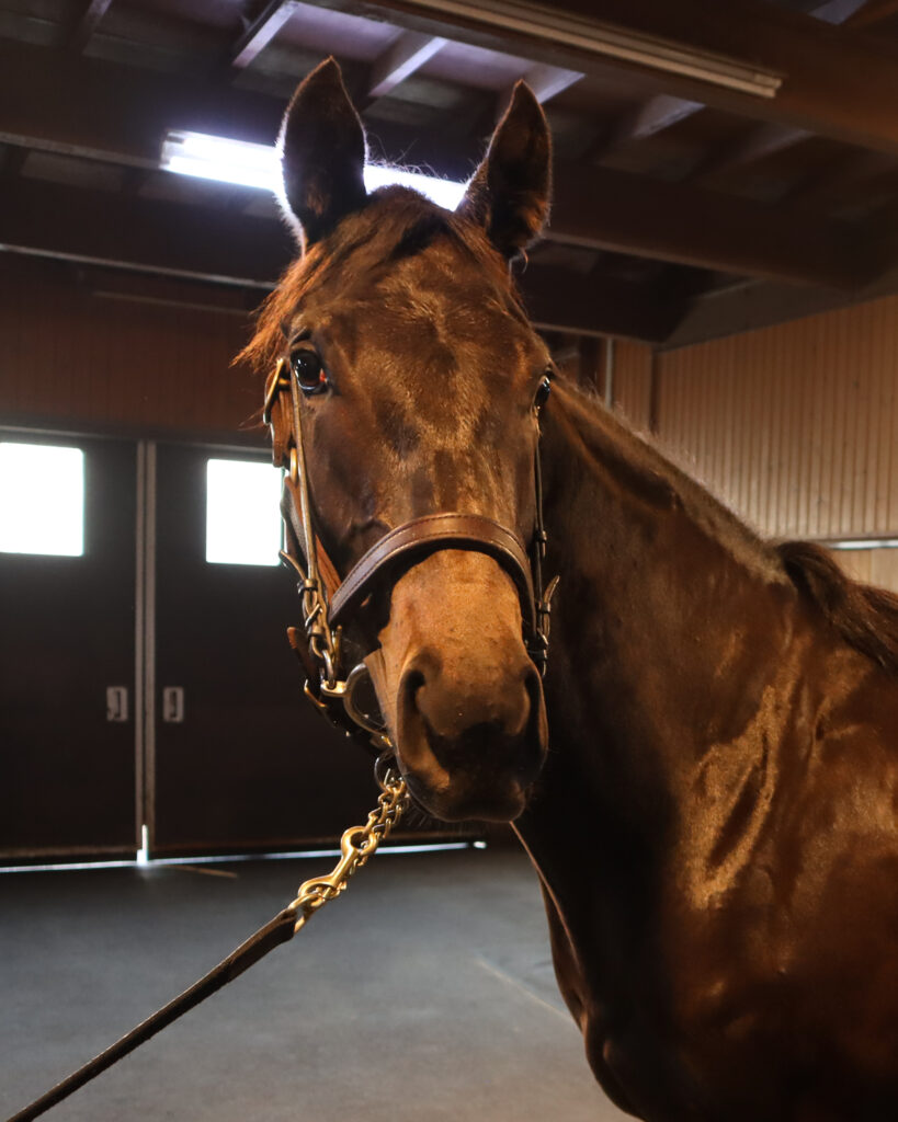 ノーザンファームYearlingにて撮影された2022年当時の出資馬シアブリス、美しい馬体が印象的な育成中の一枚