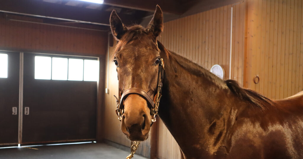 ノーザンファームYearlingにて撮影された2022年当時の出資馬シアブリス、美しい馬体が印象的な育成中の一枚