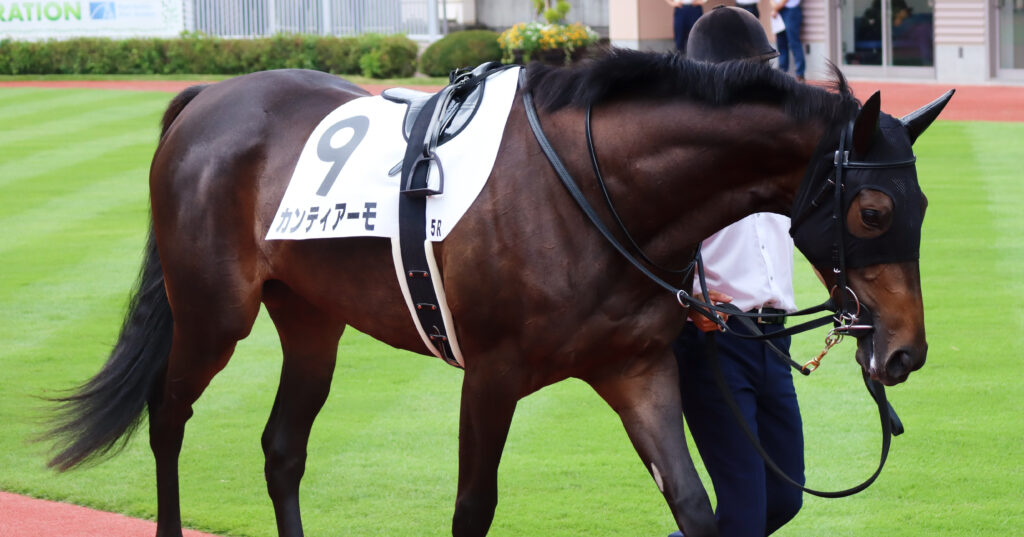 2023年7月30日、新潟競馬場のパドックで撮影したメイクデビュー当日の出資馬カンティアーモ
