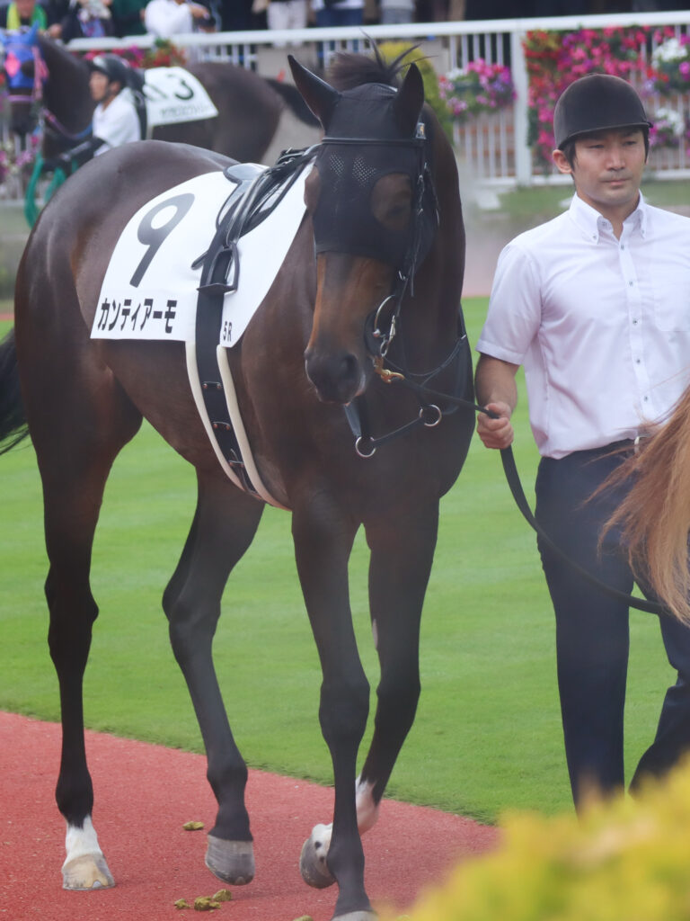 2023年7月30日、新潟競馬場のパドックで撮影したメイクデビュー当日の出資馬カンティアーモ