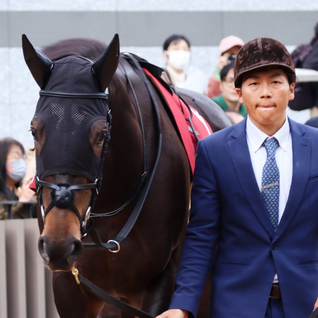 2023年11月11日京都競馬場のデイリー杯2歳ステークス、パドックで落ち着いた様子を見せる出資馬カンティアーモ