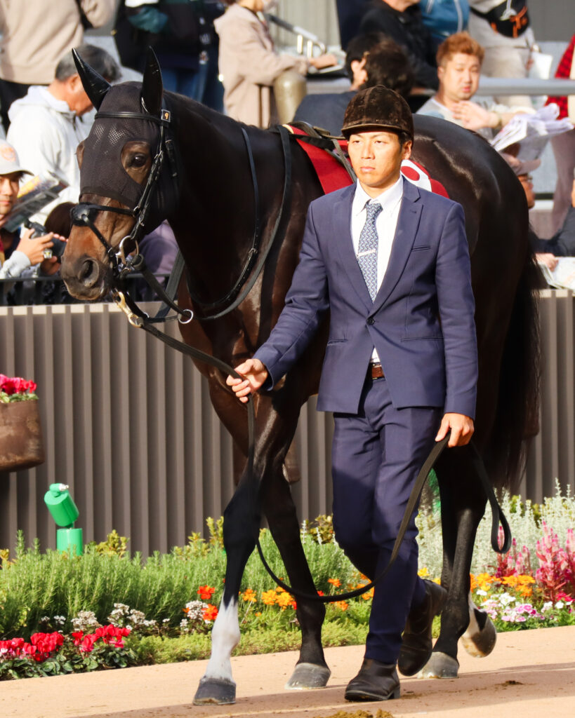 2023年11月11日京都競馬場のデイリー杯2歳ステークス、パドックで落ち着いた様子を見せる出資馬カンティアーモ
