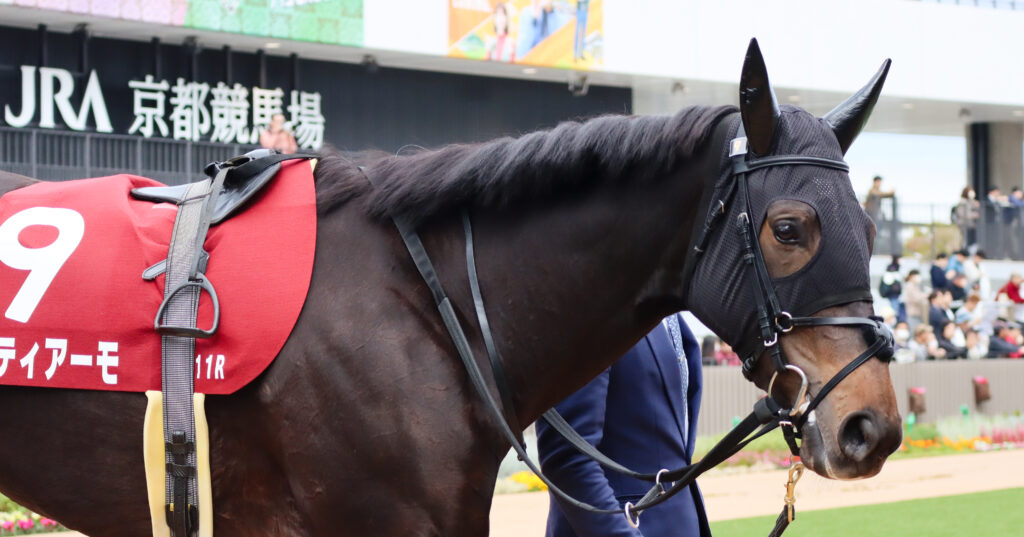 2023年11月11日京都競馬場のデイリー杯2歳ステークス、パドックで落ち着いた様子を見せる出資馬カンティアーモ