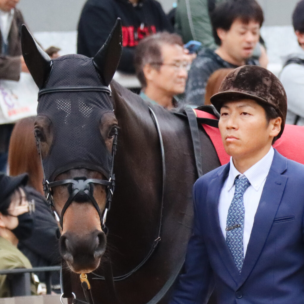 2023年11月11日京都競馬場のデイリー杯2歳ステークス、パドックで落ち着いた様子を見せる出資馬カンティアーモ