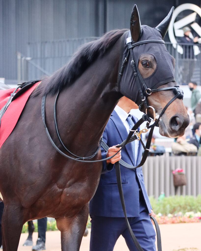 2023年11月11日京都競馬場のデイリー杯2歳ステークス、パドックで落ち着いた様子を見せる出資馬カンティアーモ