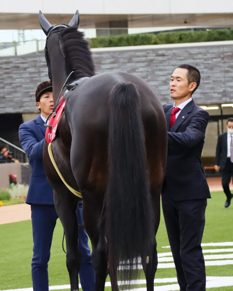 2023年11月11日京都競馬場のデイリー杯2歳ステークス、パドックで木村哲也調教師が馬装を整える出資馬カンティアーモ
