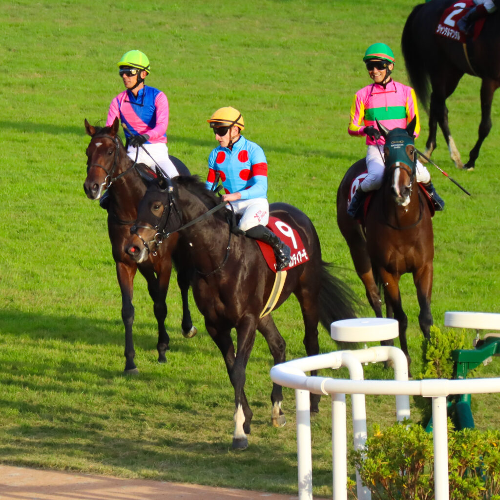 2023年11月11日京都競馬場、デイリー杯2歳ステークス出走後に引き上げるトム・マーカンド騎手騎乗の出資馬カンティアーモ（中央）