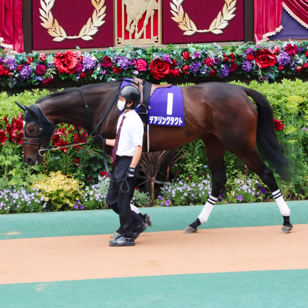 2022年5月15日東京競馬場・ヴィクトリアマイルのパドックで、1年ぶりの復帰戦に臨む三冠牝馬デアリングタクトの姿