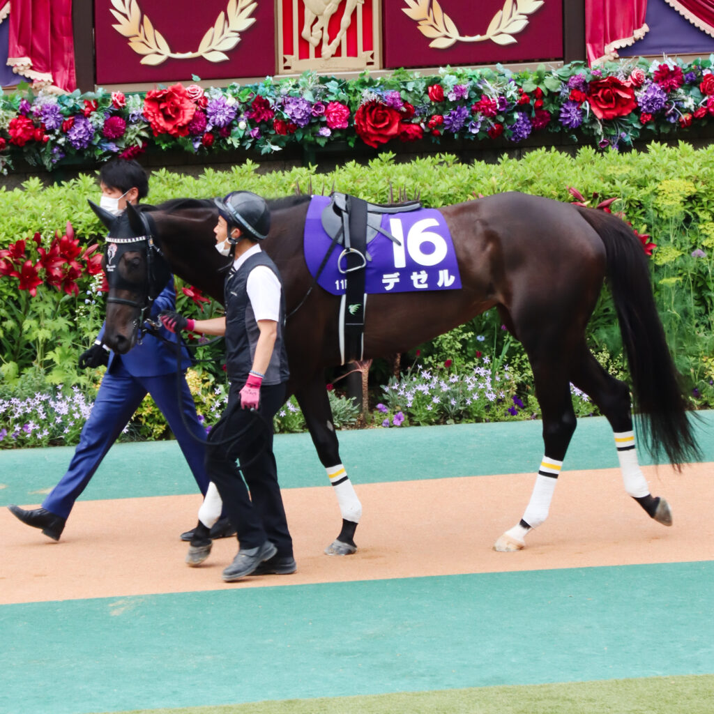 2022年5月15日東京競馬場・ヴィクトリアマイルのパドックで、落ち着いた周回を見せるデゼル