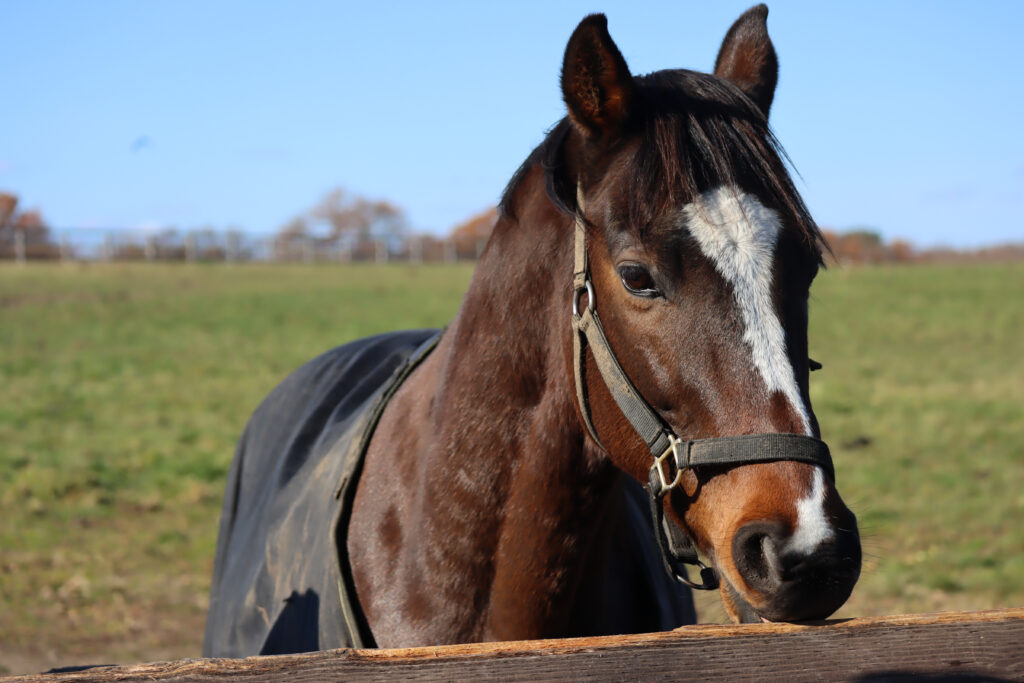 2022年11月、Yogiboヴェルサイユリゾートファームの放牧地でこちらを見つめるグランドリビエールのまなざしが印象的な写真