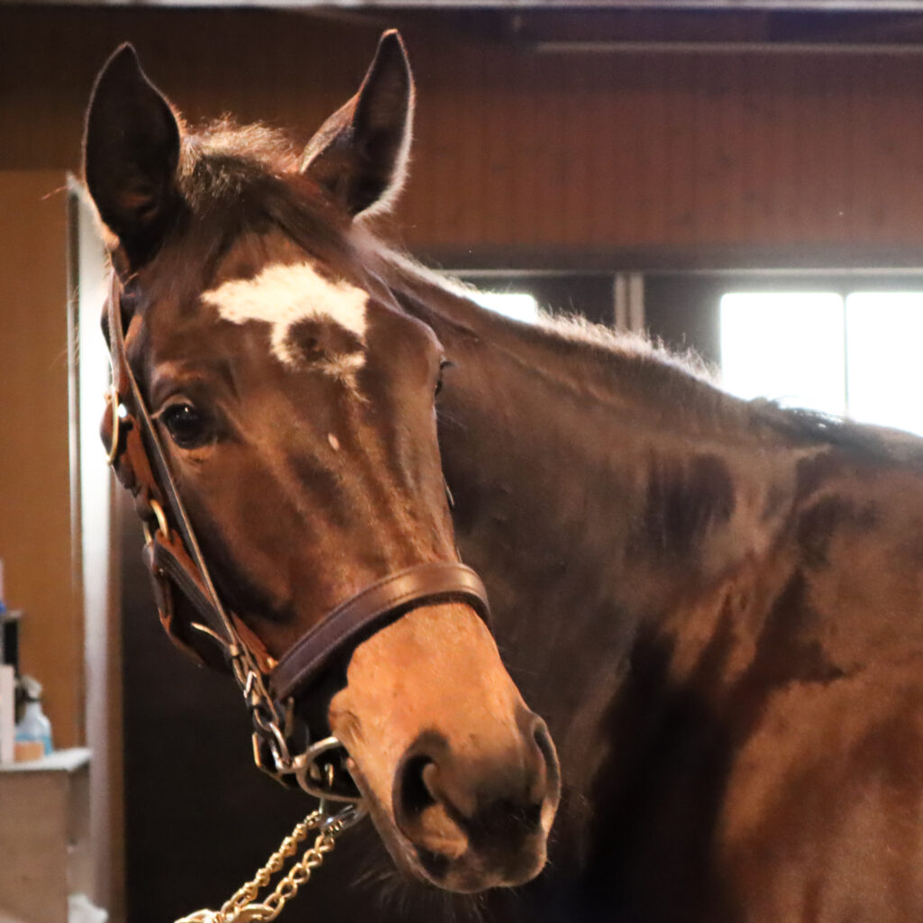 ノーザンファームYearlingにて撮影された2022年当時の出資馬カンティアーモ、美しい馬体が印象的な育成中の一枚