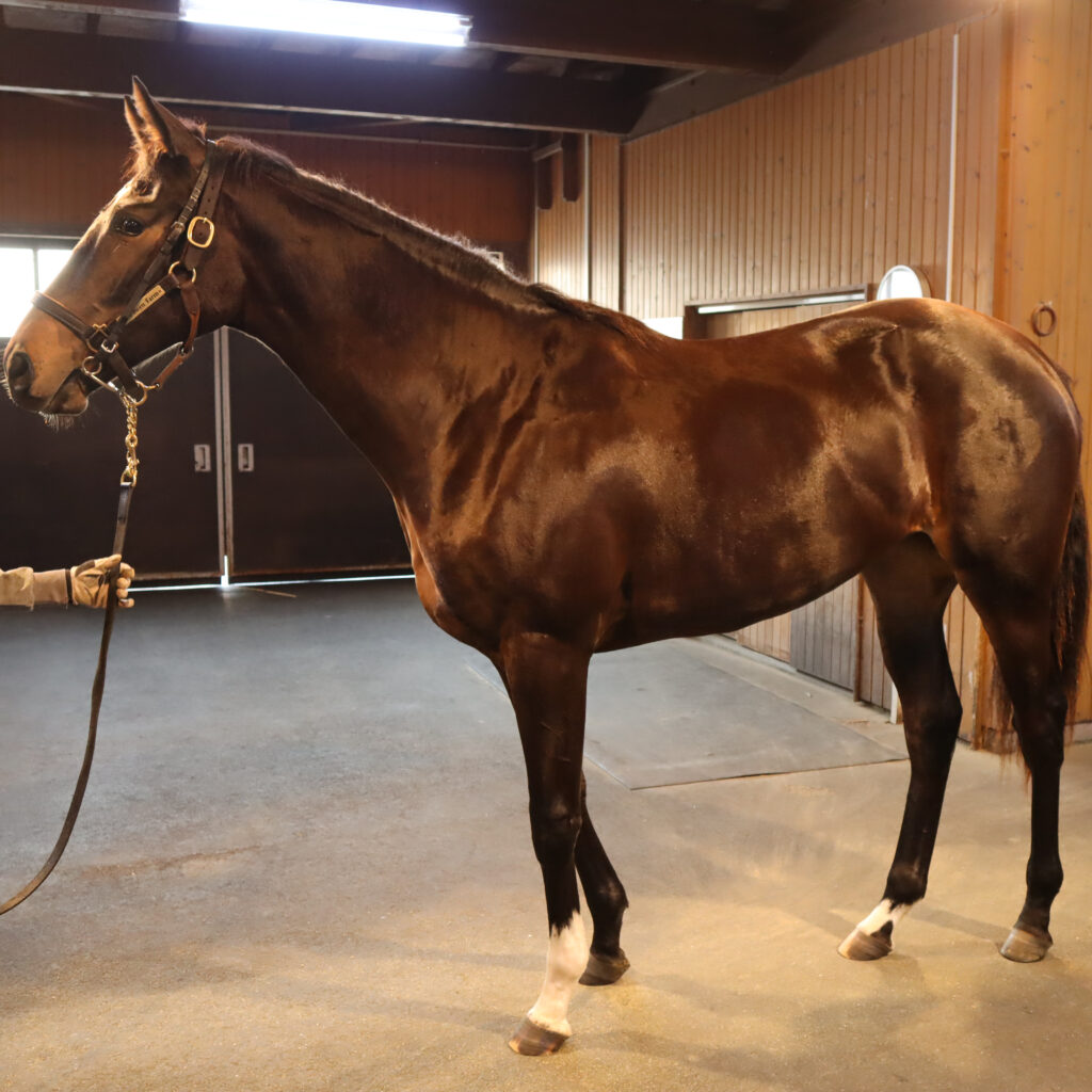 ノーザンファームYearlingにて撮影された2022年当時の出資馬カンティアーモ、美しい馬体が印象的な育成中の一枚