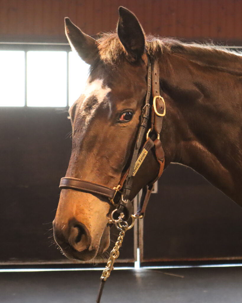 ノーザンファームYearlingにて撮影された2022年当時の出資馬カンティアーモ、美しい馬体が印象的な育成中の一枚