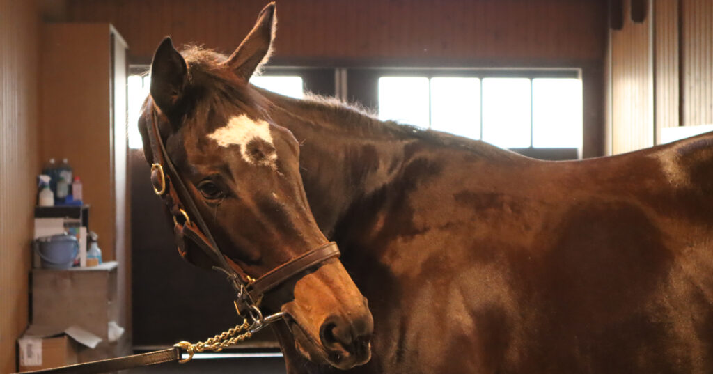 ノーザンファームYearlingにて撮影された2022年当時の出資馬カンティアーモ、美しい馬体が印象的な育成中の一枚