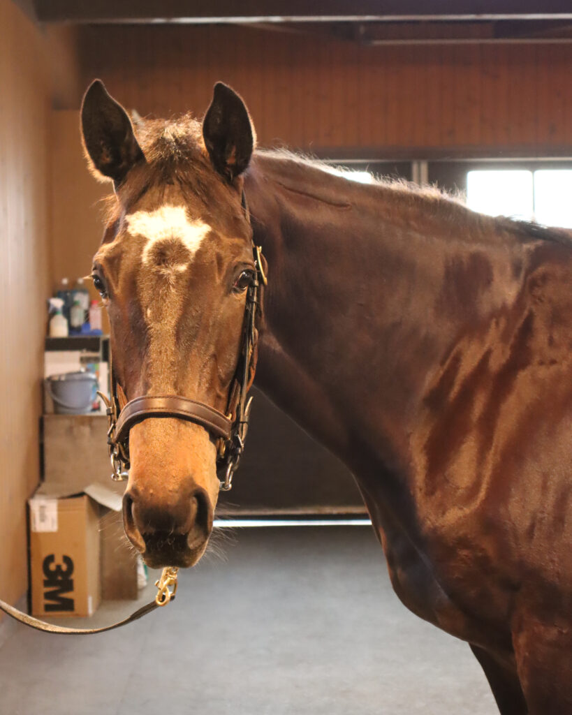 ノーザンファームYearlingにて撮影された2022年当時の出資馬カンティアーモ、美しい馬体が印象的な育成中の一枚