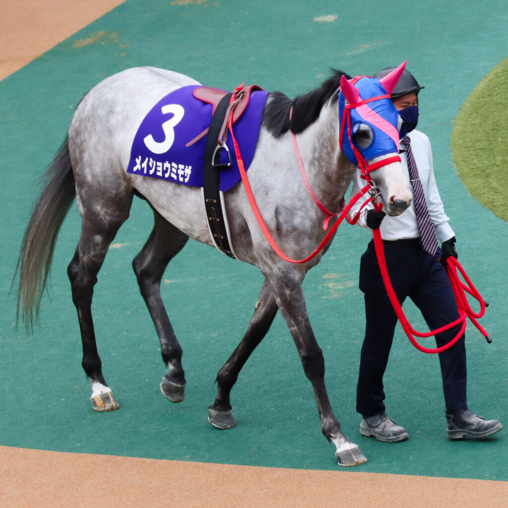 2022年ヴィクトリアマイルのパドックで、落ち着いた様子で周回するメイショウミモザ