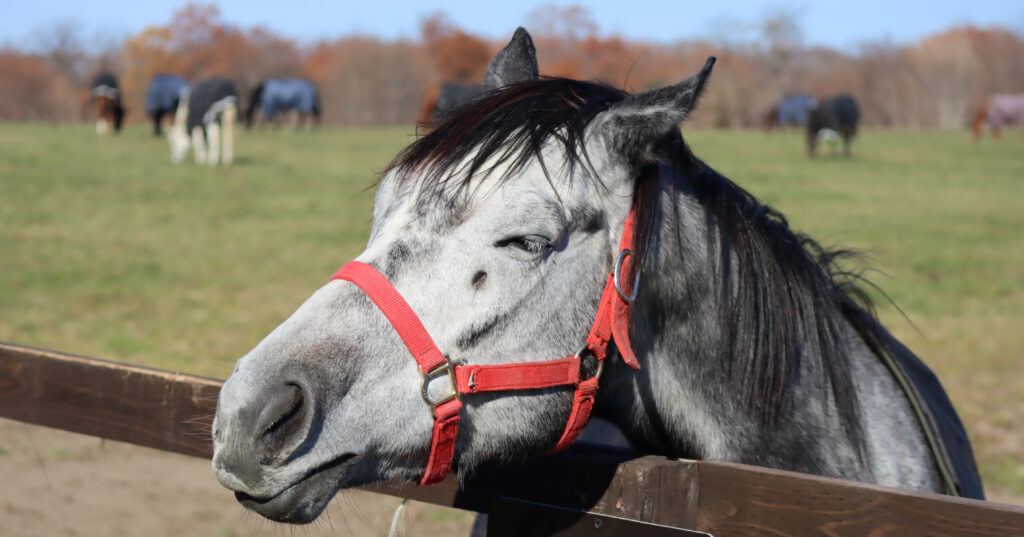 2022年11月、Yogiboヴェルサイユリゾートファームの放牧地で好奇心たっぷりにこちらへ顔を出すレディアイコの愛らしい姿