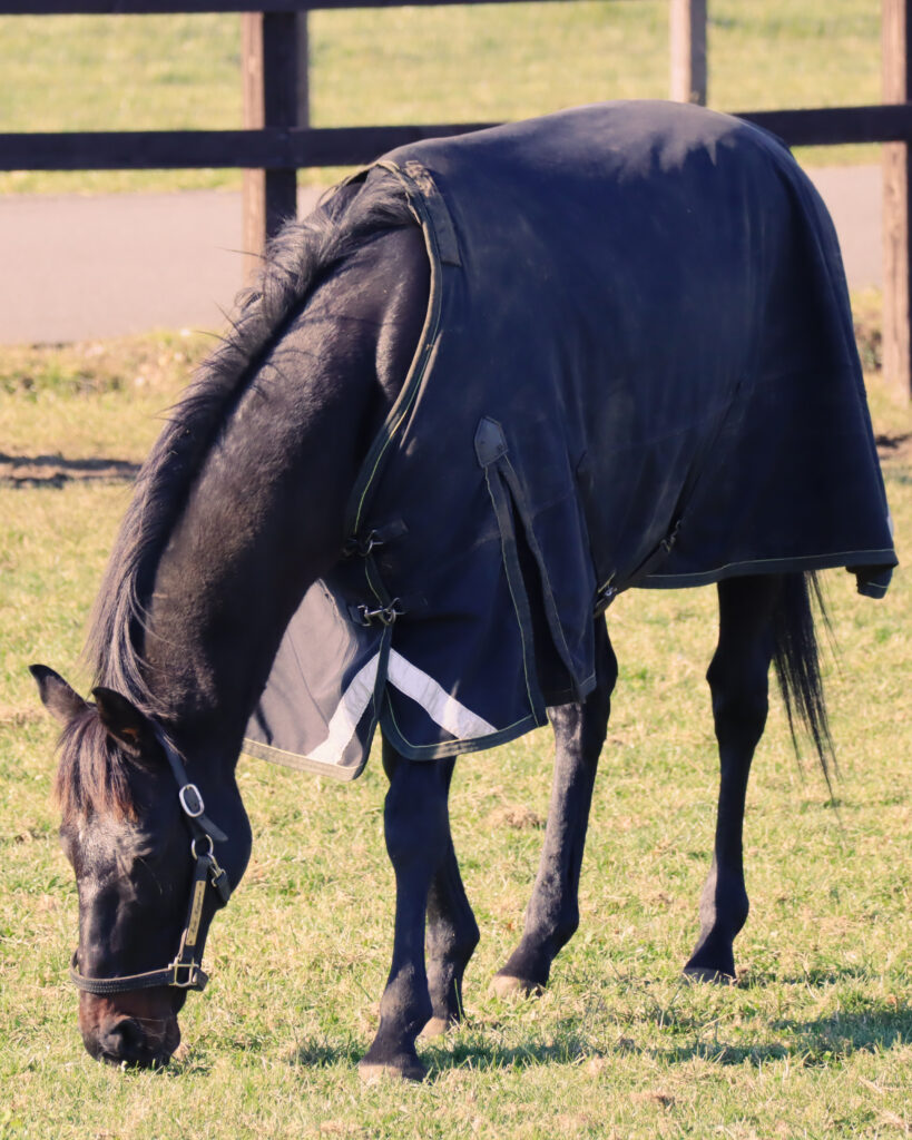 2022年11月、Yogiboヴェルサイユリゾートファームの放牧地でのんびりと草を食べる引退名馬ローズキングダムの穏やかな姿