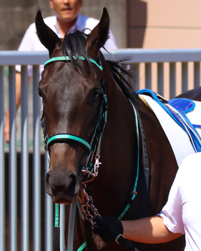 2023年9月3日新潟競馬場のメイクデビュー新馬戦、パドックを落ち着いた様子で周回する出資馬シアブリスの姿