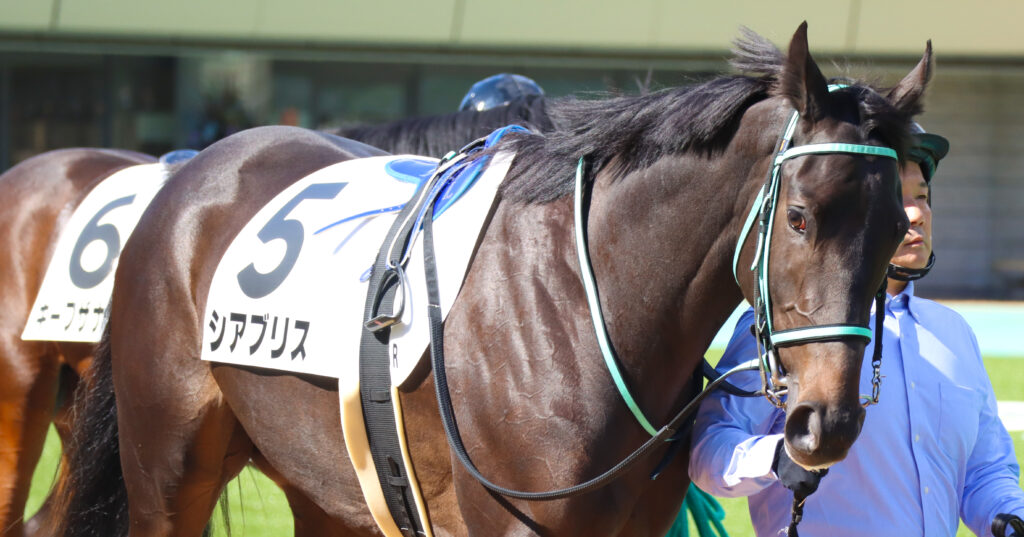 2023年10月21日東京競馬場の未勝利戦、パドックを落ち着いて周回する出資馬シアブリスの姿