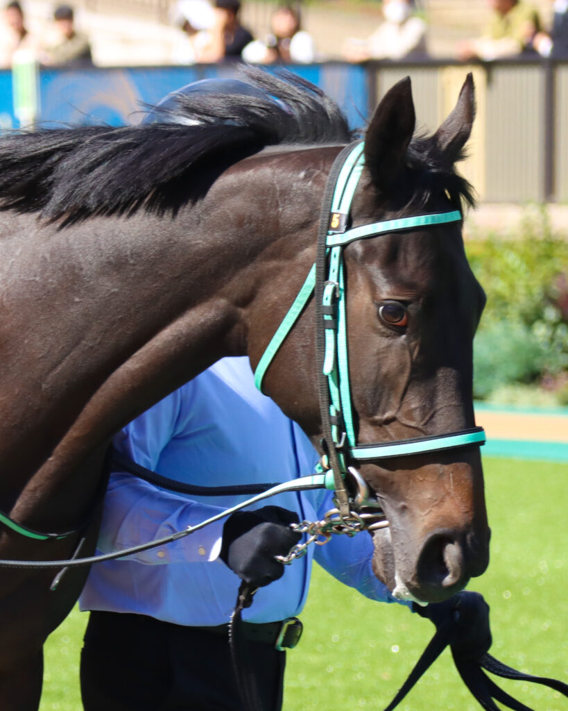 2023年10月21日東京競馬場の未勝利戦、パドックを落ち着いて周回する出資馬シアブリスの姿