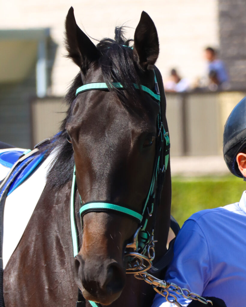 2023年10月21日東京競馬場の未勝利戦、パドックを落ち着いて周回する出資馬シアブリスの姿