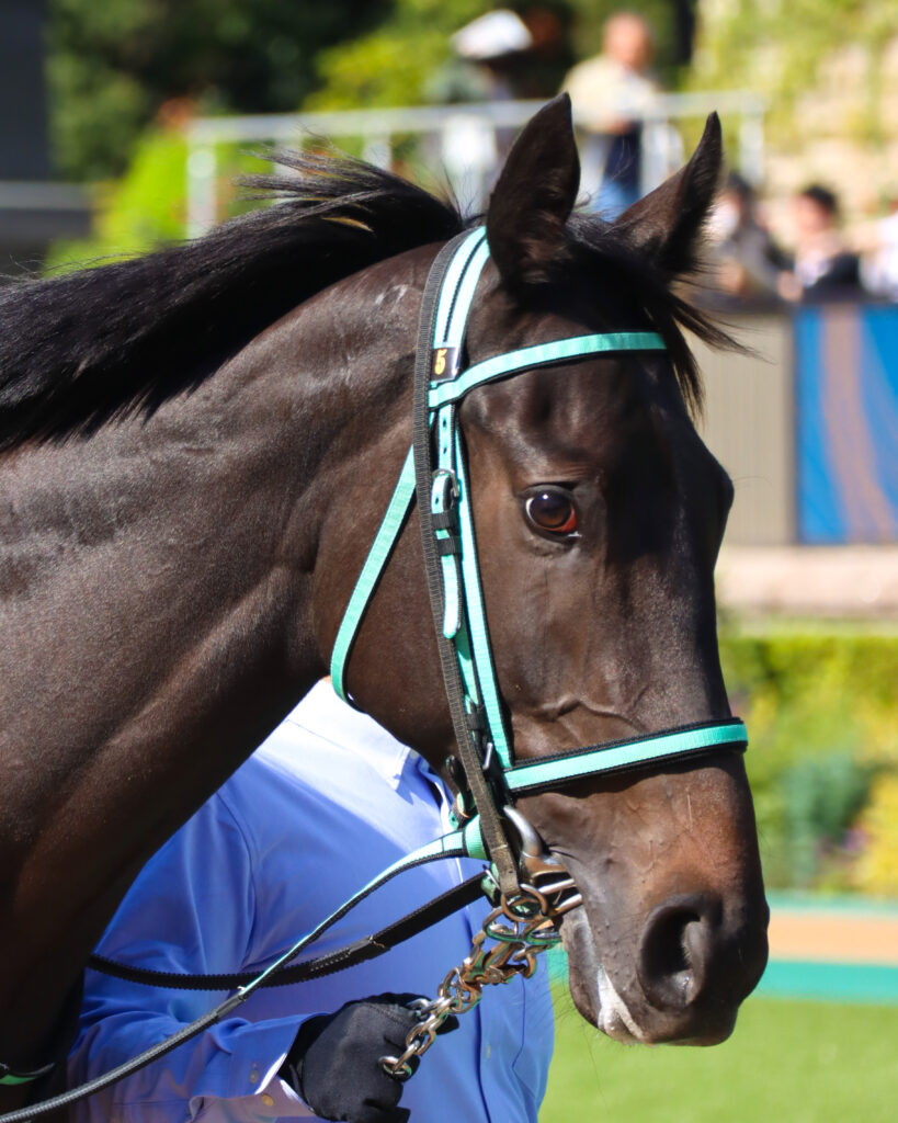 2023年10月21日東京競馬場の未勝利戦、パドックを落ち着いて周回する出資馬シアブリスの姿