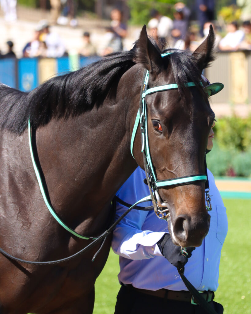 2023年10月21日東京競馬場の未勝利戦、パドックを落ち着いて周回する出資馬シアブリスの姿