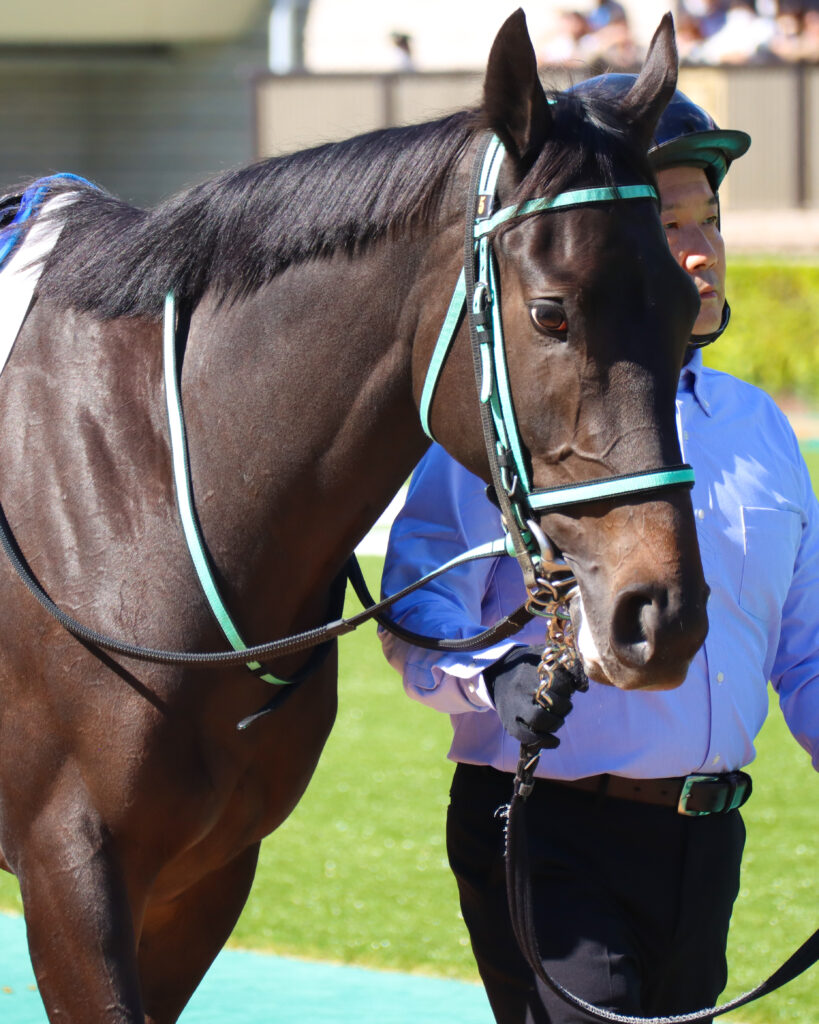 2023年10月21日東京競馬場の未勝利戦、パドックを落ち着いて周回する出資馬シアブリスの姿