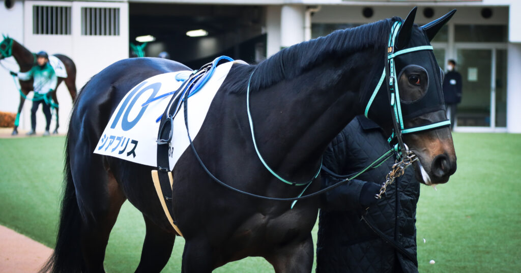 2023年12月28日中山競馬場の未勝利戦、パドックで落ち着いた様子を見せる出資馬シアブリスのレース前の姿