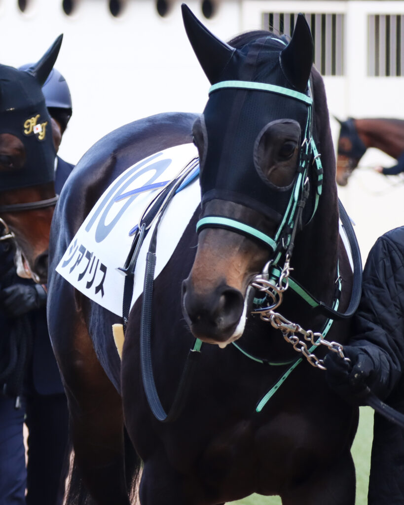 2023年12月28日中山競馬場の未勝利戦、パドックで落ち着いた様子を見せる出資馬シアブリスのレース前の姿