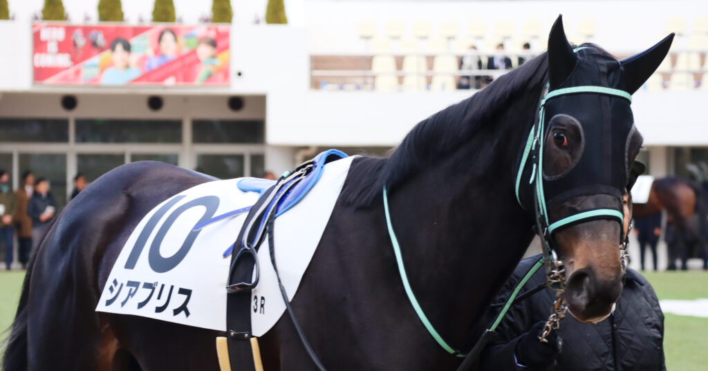 2023年12月28日中山競馬場の未勝利戦、パドックで落ち着いた様子を見せる出資馬シアブリスのレース前の姿
