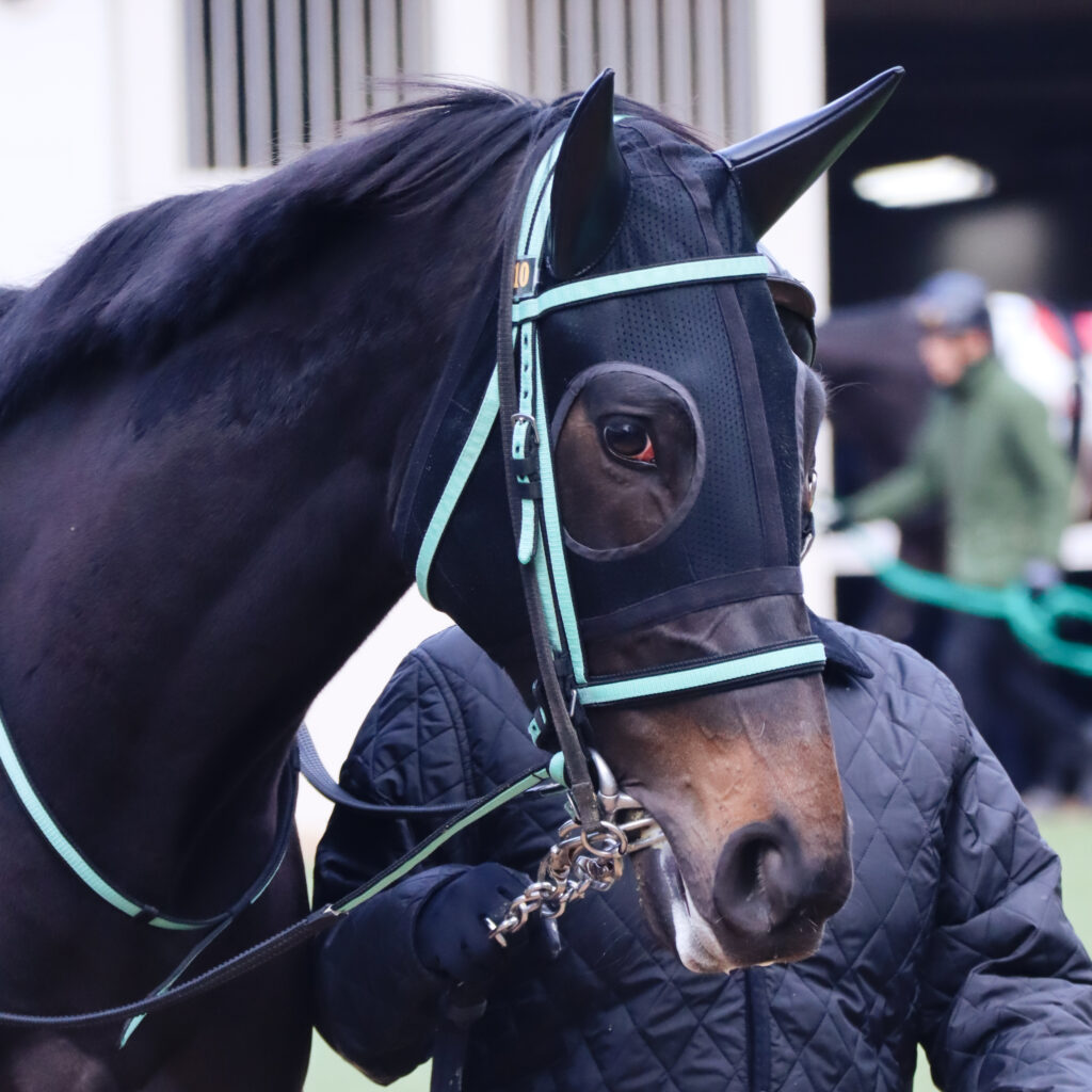 2023年12月28日中山競馬場の未勝利戦、パドックで落ち着いた様子を見せる出資馬シアブリスのレース前の姿
