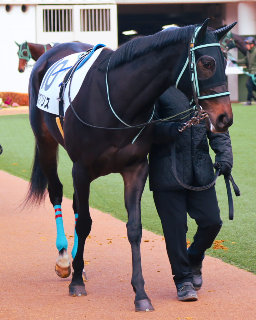 2023年12月28日中山競馬場の未勝利戦、パドックで落ち着いた様子を見せる出資馬シアブリスのレース前の姿