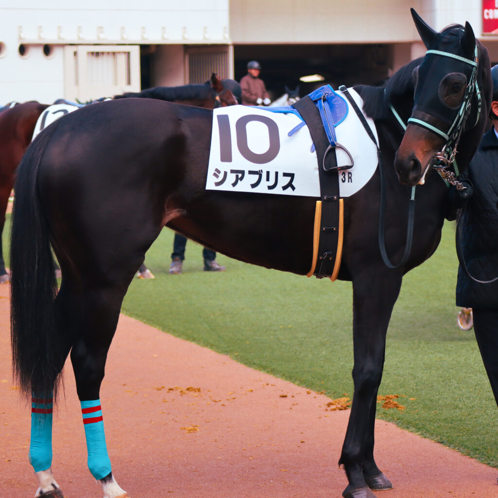 2023年12月28日中山競馬場の未勝利戦、パドックで落ち着いた様子を見せる出資馬シアブリスのレース前の姿