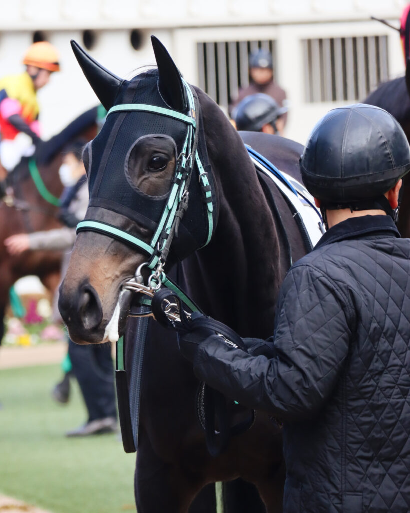 2023年12月28日中山競馬場の未勝利戦、パドックで落ち着いた様子を見せる出資馬シアブリスのレース前の姿