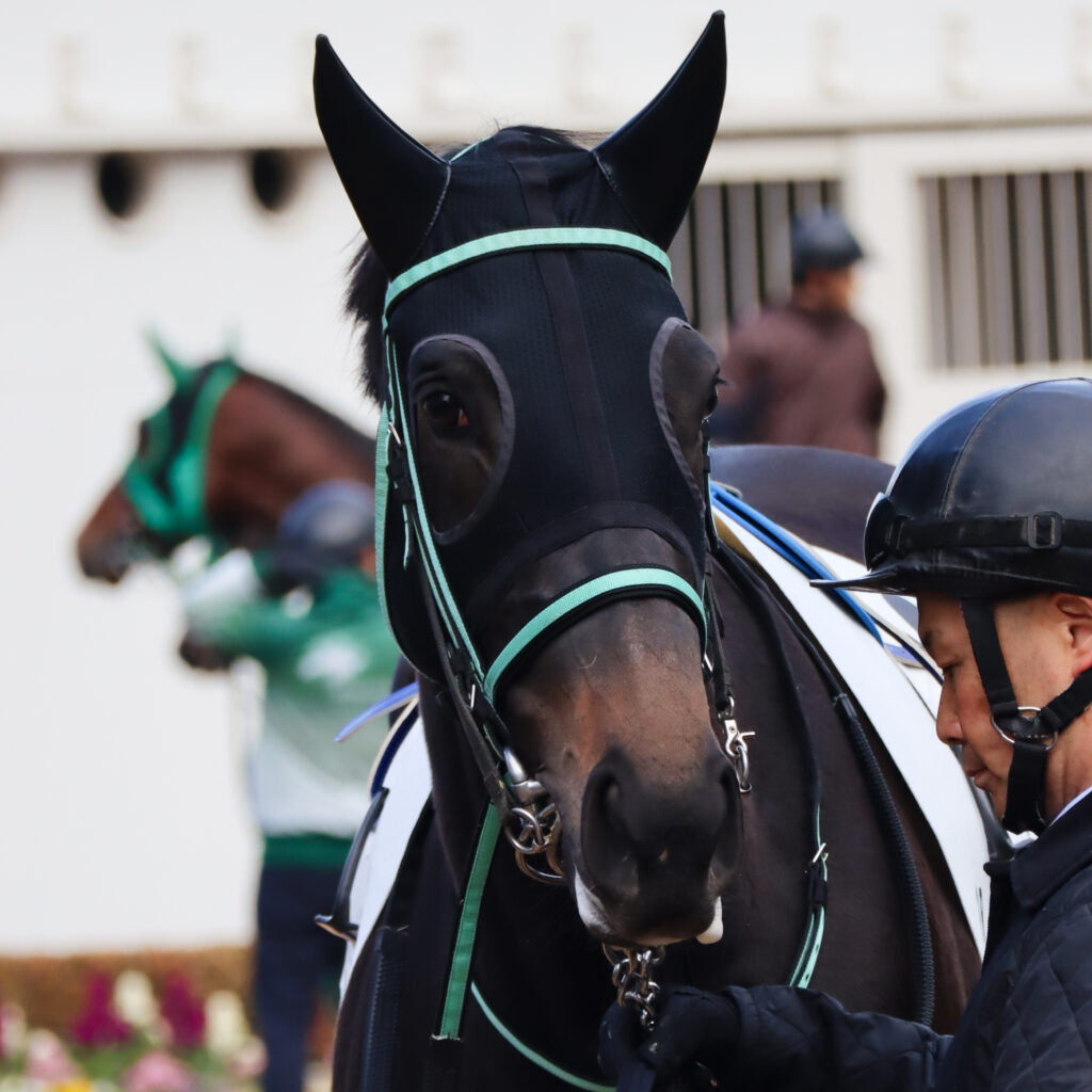 2023年12月28日中山競馬場の未勝利戦、パドックで落ち着いた様子を見せる出資馬シアブリスのレース前の姿