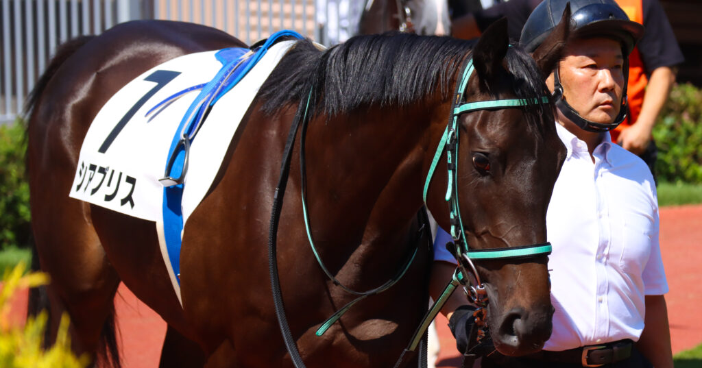 2023年9月3日新潟競馬場のメイクデビュー新馬戦、パドックを落ち着いた様子で周回する出資馬シアブリスの姿