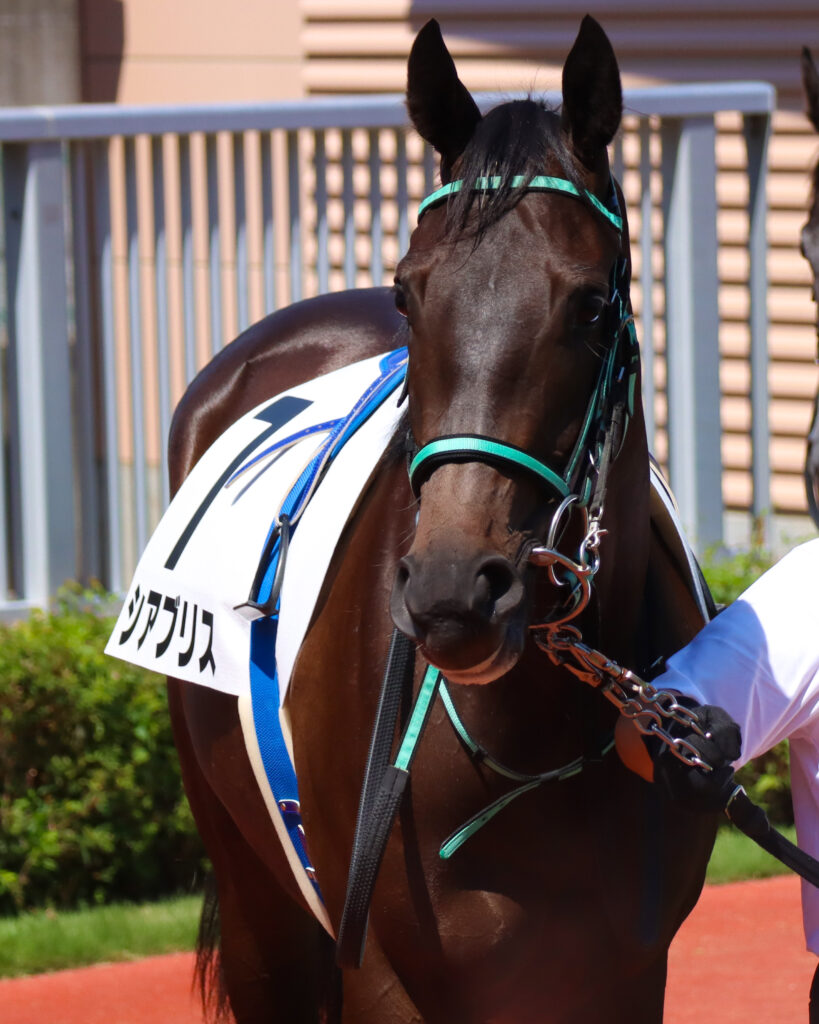 2023年9月3日新潟競馬場のメイクデビュー新馬戦、パドックを落ち着いた様子で周回する出資馬シアブリスの姿