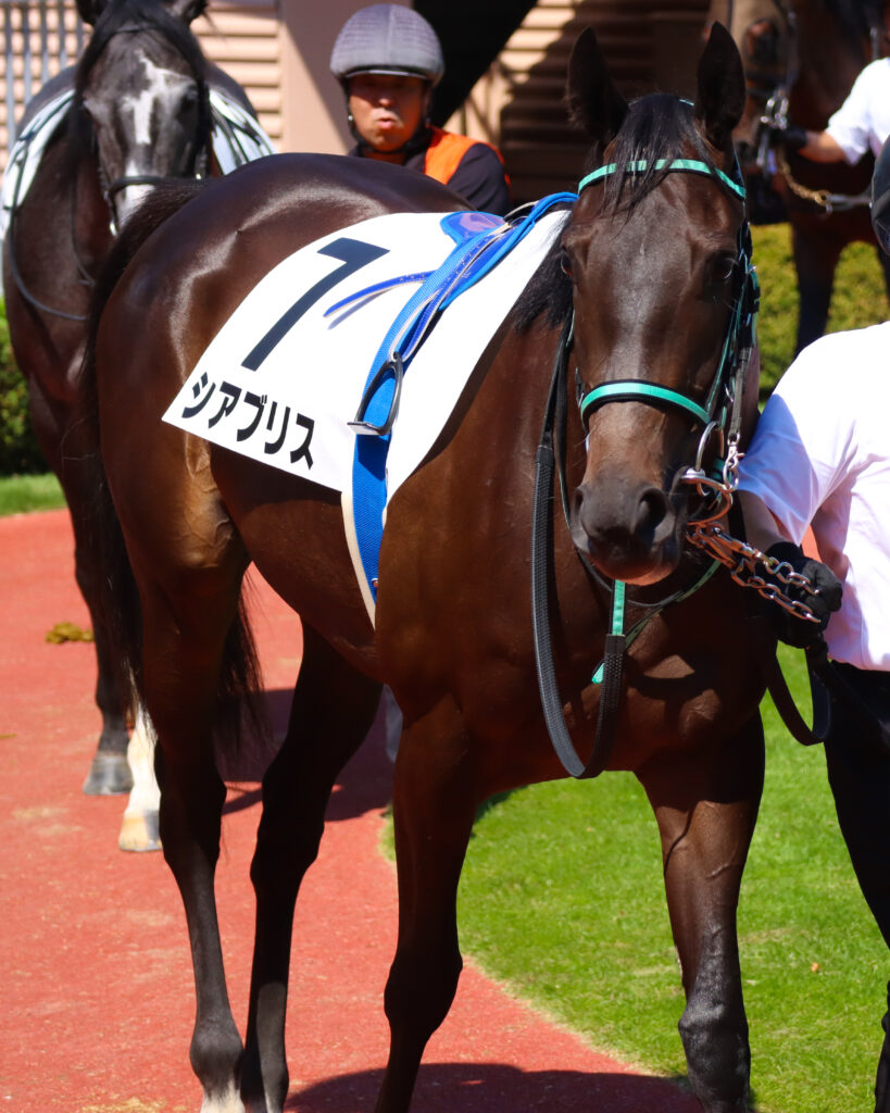 2023年9月3日新潟競馬場のメイクデビュー新馬戦、パドックを落ち着いた様子で周回する出資馬シアブリスの姿