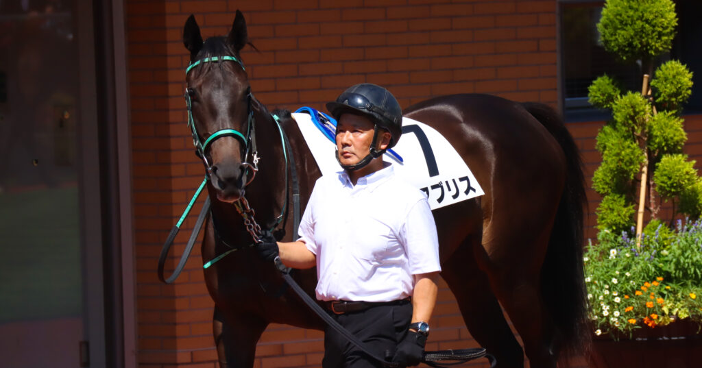 2023年9月3日新潟競馬場のメイクデビュー新馬戦、パドックを落ち着いた様子で周回する出資馬シアブリスの姿