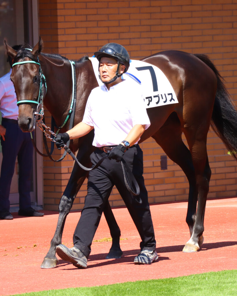 2023年9月3日新潟競馬場のメイクデビュー新馬戦、パドックを落ち着いた様子で周回する出資馬シアブリスの姿