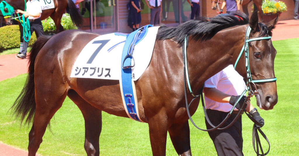 2023年9月3日新潟競馬場のメイクデビュー新馬戦、パドックを落ち着いた様子で周回する出資馬シアブリスの姿