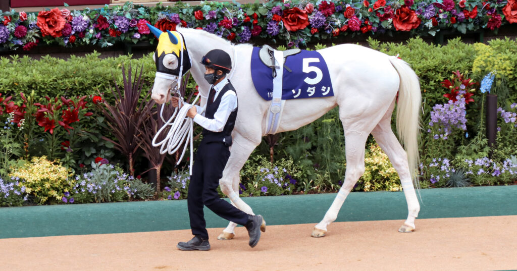 白毛の美しさが際立つソダシが、信頼する今浪厩務員に導かれて歩くパドックの一幕